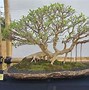 Bonsai Taman Beringin Kimeng